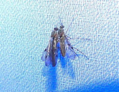 Sylvicola fuscatus